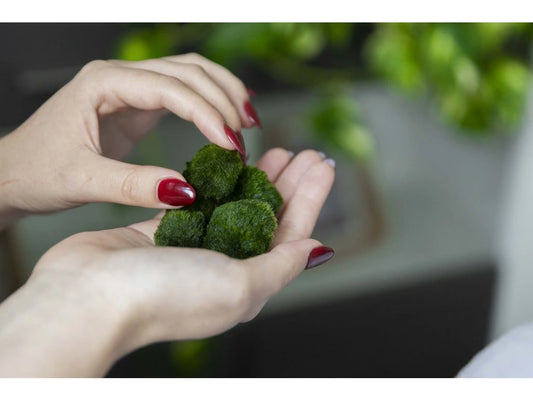 Marimo ball