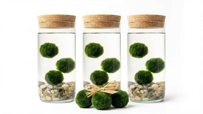 Marimo ball Glass aquarium