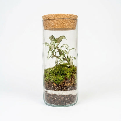 Mossarium Upcycled Large