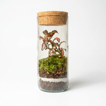 Mossarium Upcycled Large