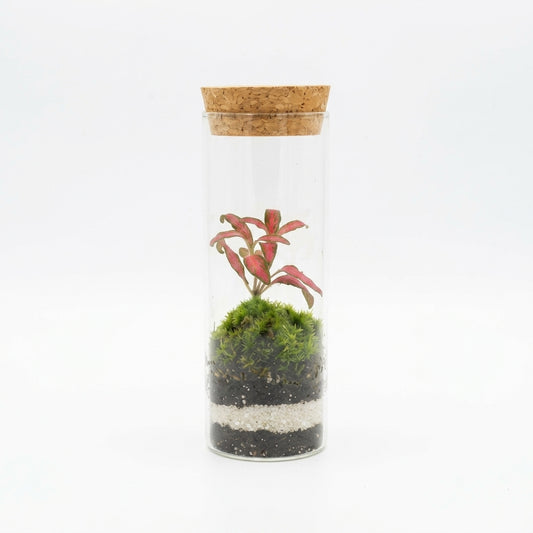 Mossarium Crystal Medium