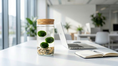 Marimo ball Glass aquarium
