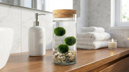 Marimo ball Glass aquarium